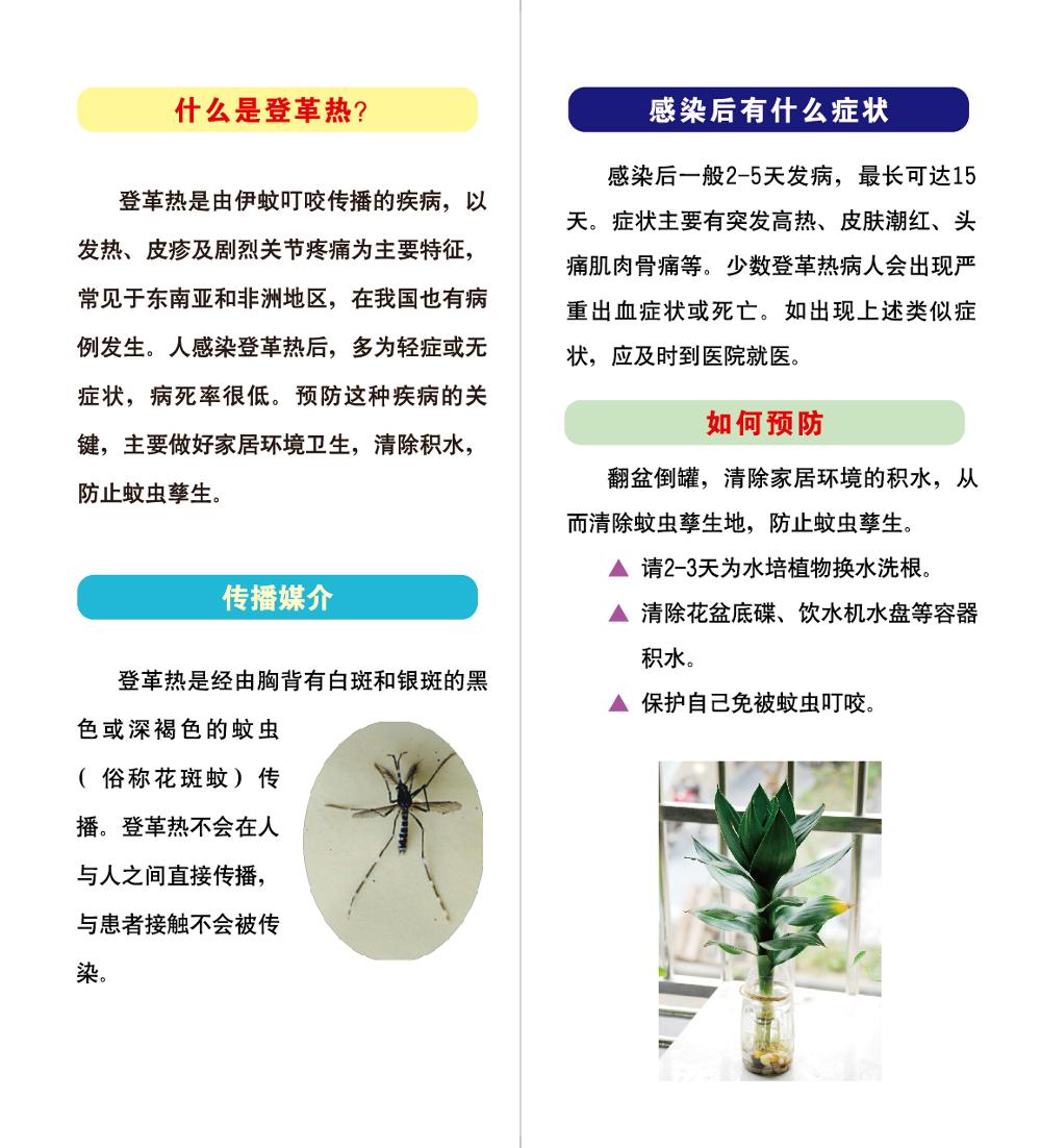 登革热折页-预览小图-02