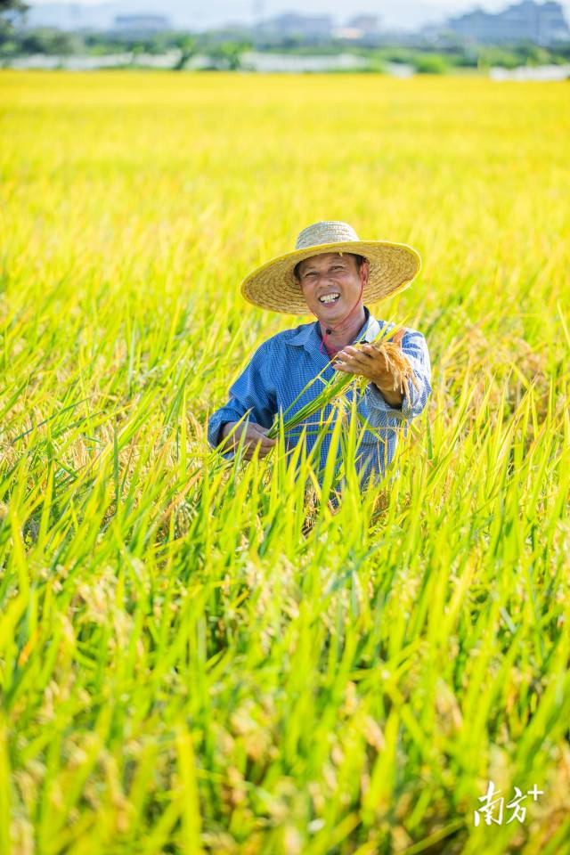 7月9日，丰收季节，农民马兴弟露出笑容。