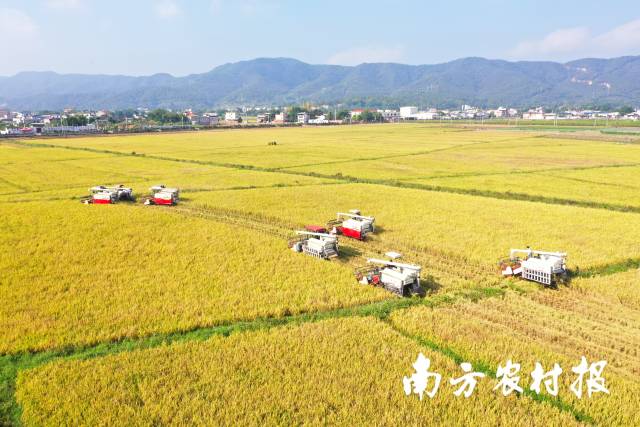 11月5日，梅州蕉岭丝苗米收割中。