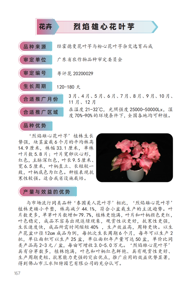 烈焰雄心花叶芋-1.png