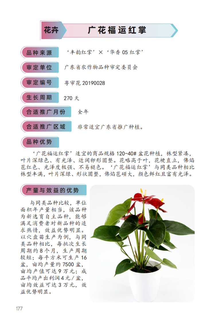 广花福运红掌-1.png