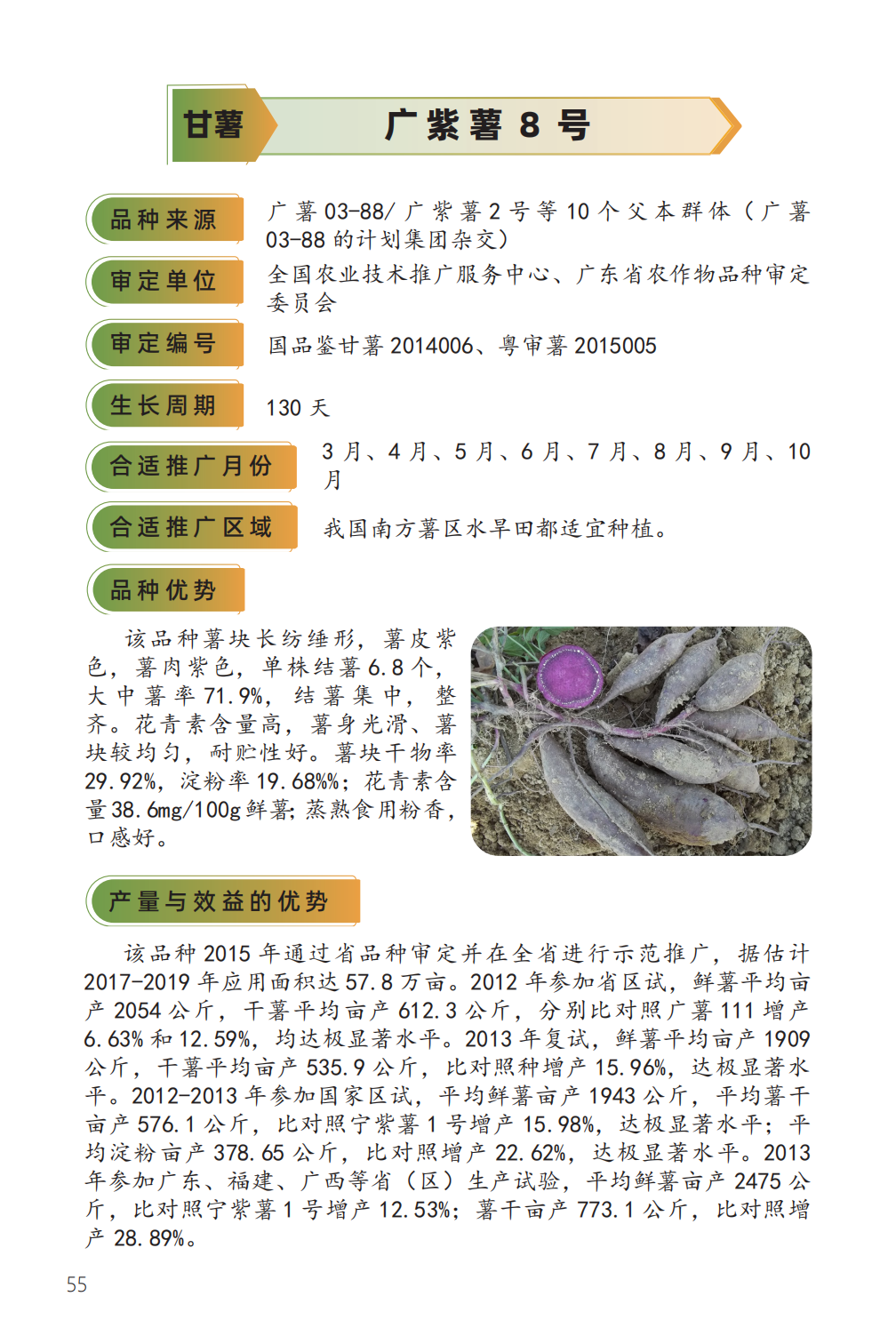 广紫薯 8 号-1.png