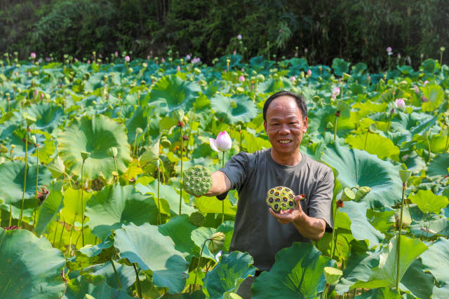 肇庆市广宁县坑口镇狮村村莲子种植基地，伍世国向记者展示成熟的莲蓬。施亮 摄