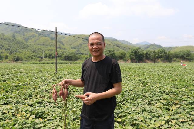 龙其平通过出租本村400多亩弃荒的旱田，成立了仓丰村红薯基地，村集体经济翻了几十倍。施亮 摄