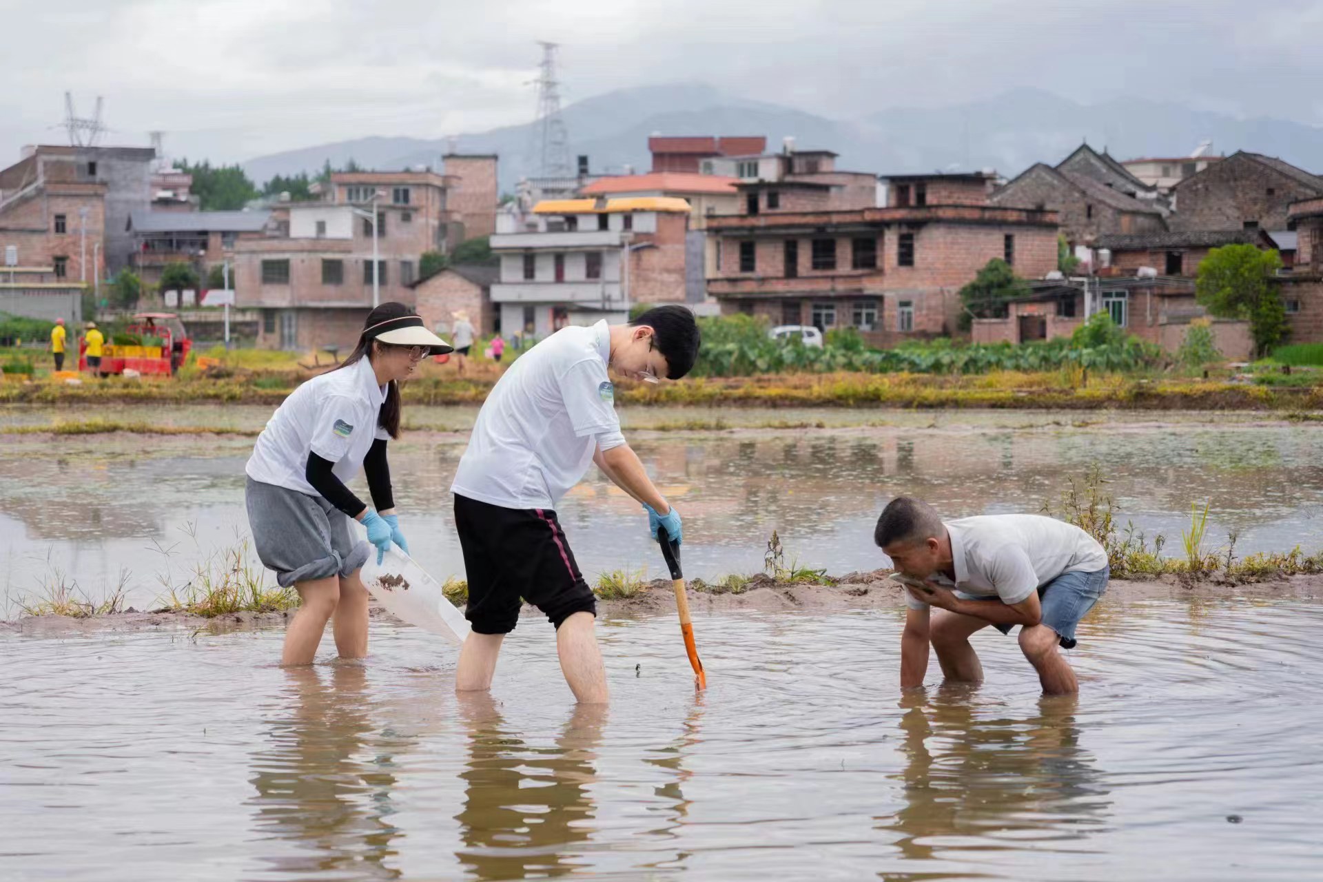 中山大学生命科学学院实践团在大富头村马蹄水田采集土样。通讯员供图