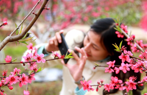 桃花 大图.jpg