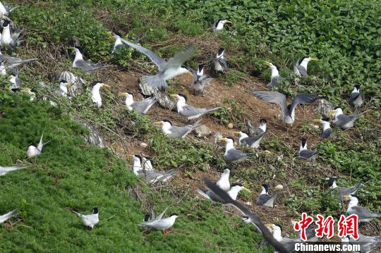 广东南澳候鸟省级自然保护区乌屿岛上的大凤头燕鸥。　林荫 摄