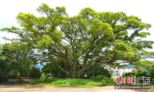 罗定市加益镇石头村河坝寨的雅榕王。历史传说：据村中老人说，这株榕树为村里的风水树，已有1030年历史，被录入《广东省古树奇观》。根据《罗定市志》1979-2003年版记载，该树树龄达1000年，冠幅2300多平方米，生长势良好，该树经广东省林业局有关专家测量，认为是广东省最大的一株雅榕，被称“广东雅榕王”。