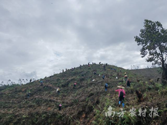 各地造林工程队伍正抢抓雨季推进山上造林工作