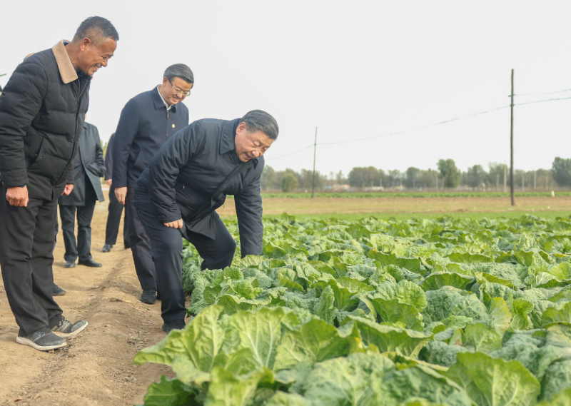 11月10日，中共中央总书记、国家主席、中央军委主席习近平在北京、河北考察灾后恢复重建工作。这是10日下午，习近平在河北保定涿州市刁窝镇万全庄村村边农田察看大白菜长势。新华社记者 鞠鹏 摄