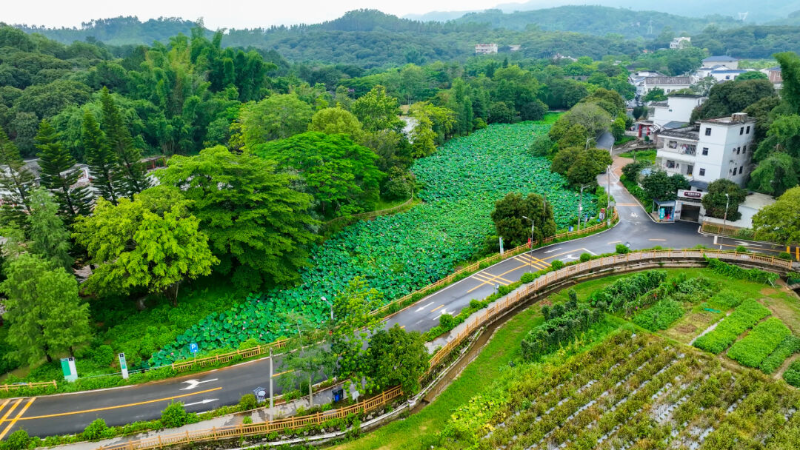 惠阳区县道X225线