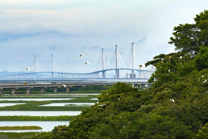 黄茅海跨海通道项目江门一侧，鸟类在此栖息，与远处大桥相映成趣